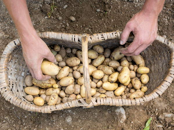 Große Gemeinsame Kartoffelernte