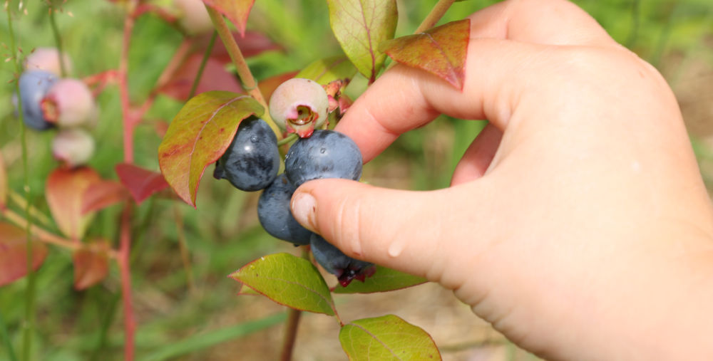 Heidelbeeren